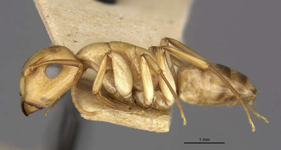 Image of Camponotus macilentus duncanensis Wheeler 1919