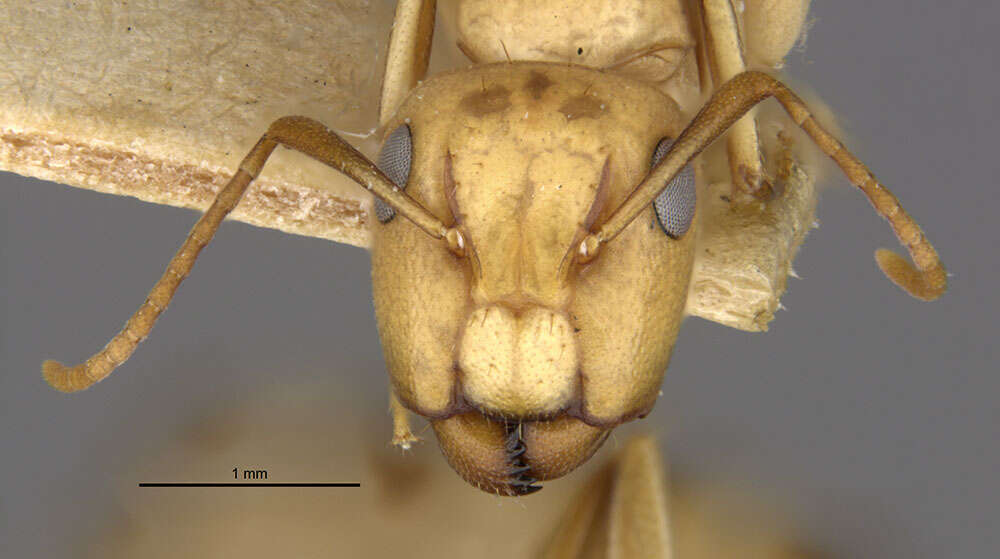 Imagem de Camponotus macilentus duncanensis Wheeler 1919