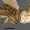 صورة Camponotus macilentus barringtonensis Wheeler 1919