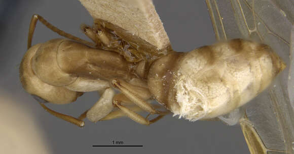 صورة Camponotus macilentus barringtonensis Wheeler 1919