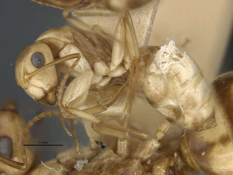 صورة Camponotus macilentus barringtonensis Wheeler 1919