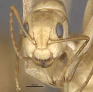 صورة Camponotus macilentus barringtonensis Wheeler 1919