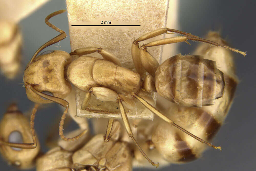 Imagem de Camponotus macilentus duncanensis Wheeler 1919