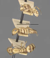 Imagem de Camponotus macilentus duncanensis Wheeler 1919