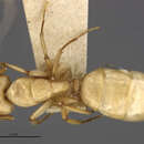 صورة Camponotus macilentus hoodensis Wheeler 1919