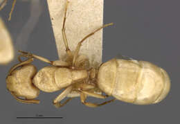 Imagem de Camponotus macilentus hoodensis Wheeler 1919