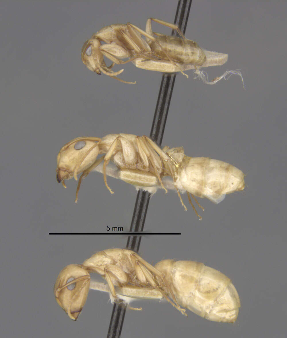 Imagem de Camponotus macilentus hoodensis Wheeler 1919