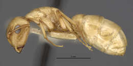 Imagem de Camponotus macilentus hoodensis Wheeler 1919