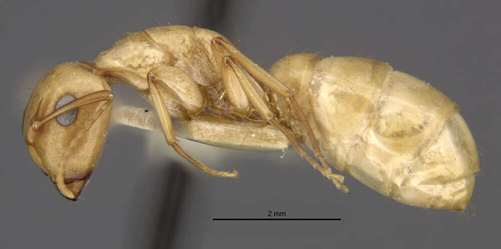 Imagem de Camponotus macilentus hoodensis Wheeler 1919