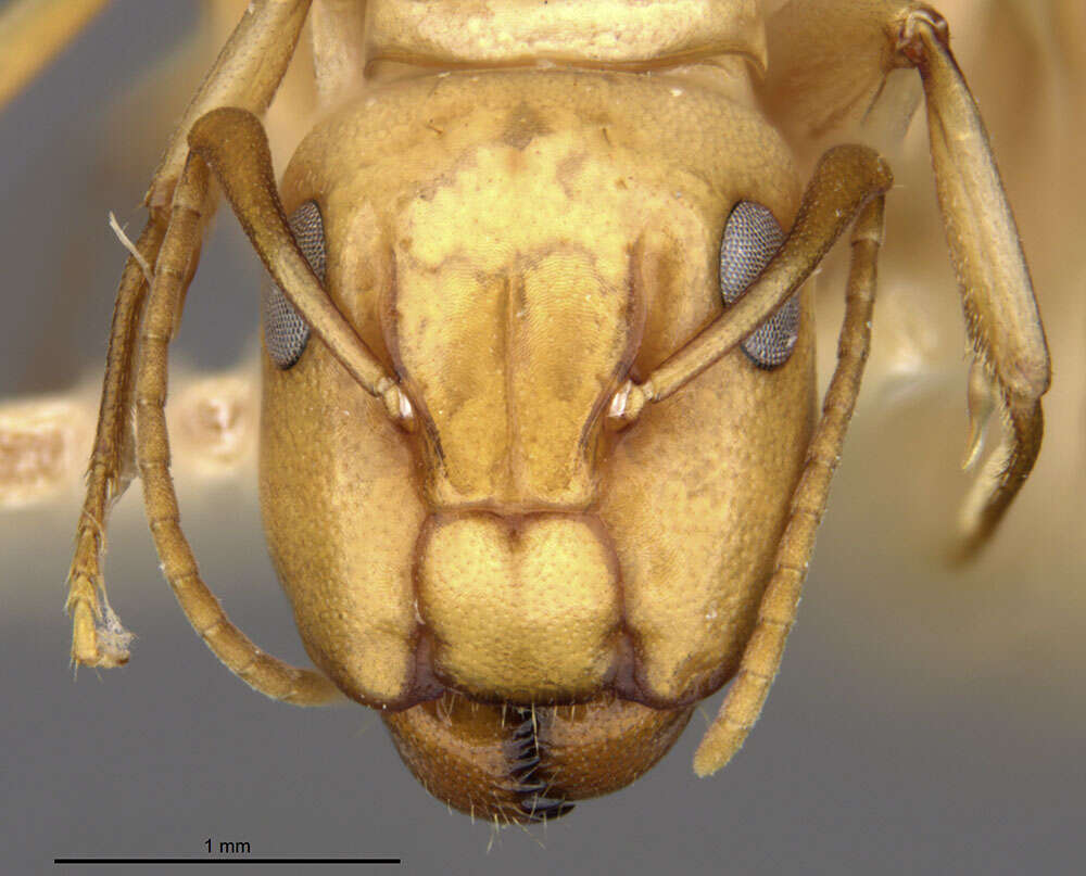 Imagem de Camponotus macilentus hoodensis Wheeler 1919