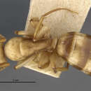 Image of Camponotus macilentus jacobensis Wheeler 1919