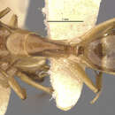Imagem de Camponotus macilentus sapphirinus Wheeler 1924