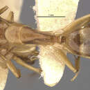 Image de Camponotus macilentus sapphirinus Wheeler 1924