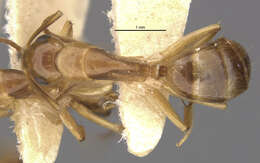 Image de Camponotus macilentus sapphirinus Wheeler 1924