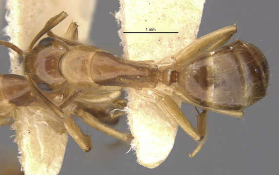 صورة Camponotus macilentus sapphirinus Wheeler 1924