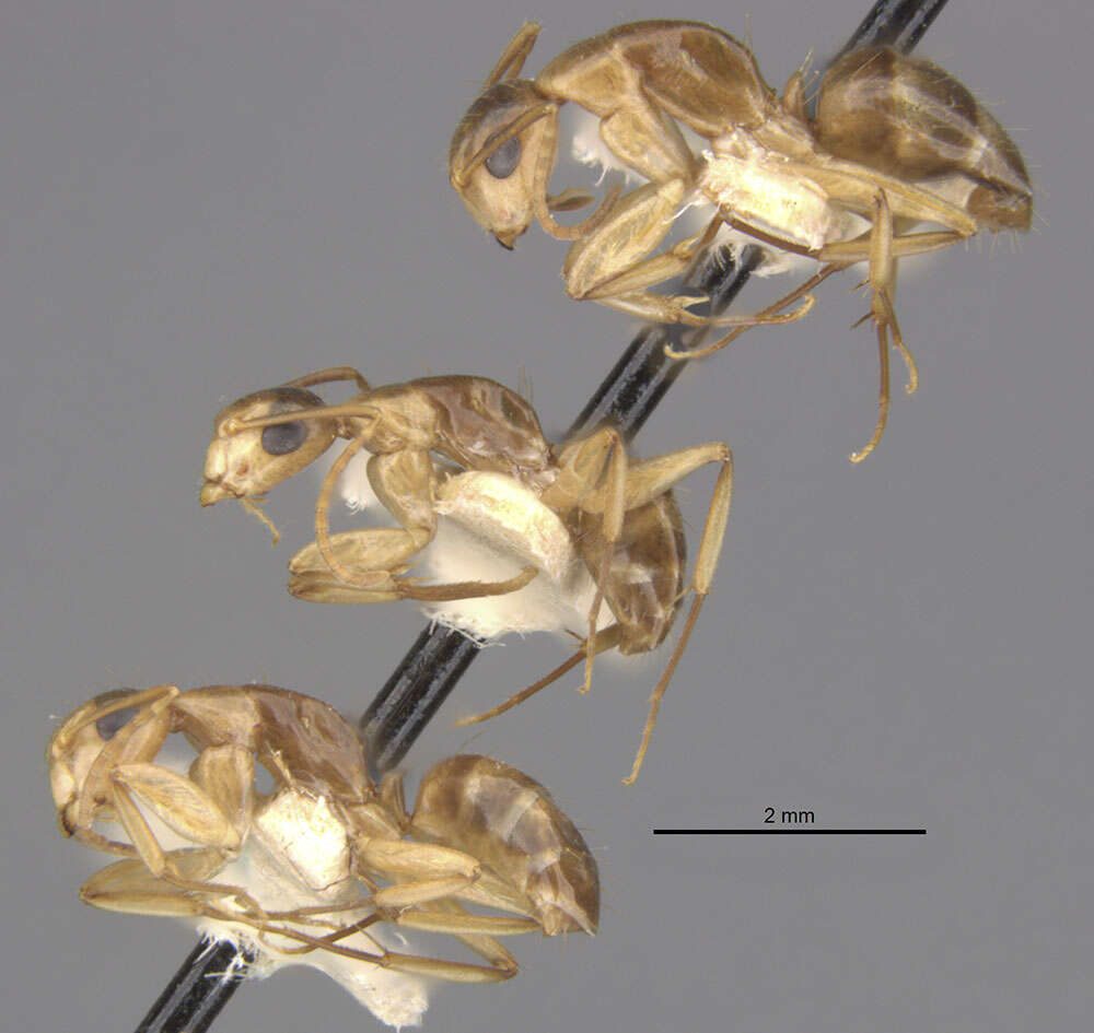 Image de Camponotus macilentus sapphirinus Wheeler 1924