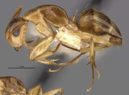 Image of Camponotus macilentus sapphirinus Wheeler 1924