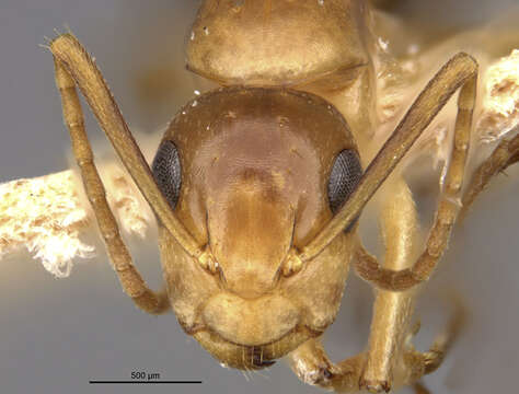 صورة Camponotus macilentus sapphirinus Wheeler 1924