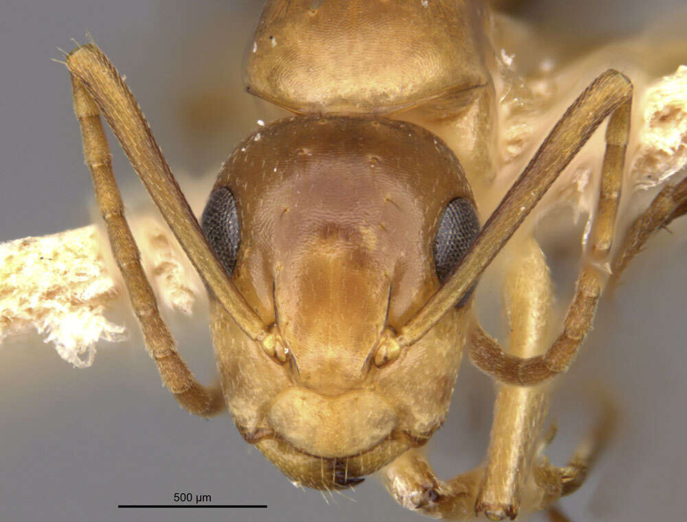 Image de Camponotus macilentus sapphirinus Wheeler 1924