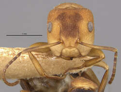 Image of Camponotus heathi gilvigaster Wheeler 1923