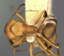 Image of Camponotus heathi gilvigaster Wheeler 1923