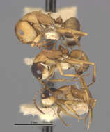 Image of Camponotus heathi gilvigaster Wheeler 1923
