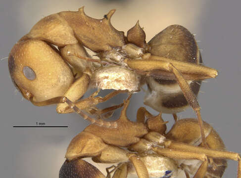 Image of Camponotus heathi gilvigaster Wheeler 1923