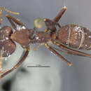 Image of Camponotus melanoticus flavopubens Emery 1925