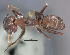 Imagem de Camponotus melanoticus flavopubens Emery 1925