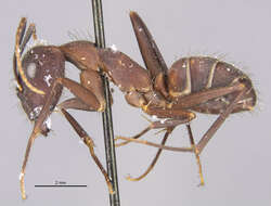 Imagem de Camponotus melanoticus flavopubens Emery 1925