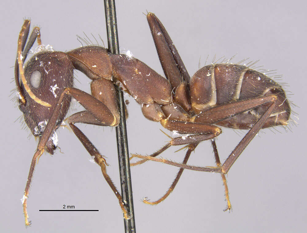 Imagem de Camponotus melanoticus flavopubens Emery 1925