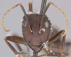 Imagem de Camponotus melanoticus flavopubens Emery 1925