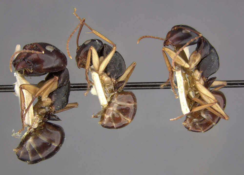 Camponotus oetkeri Forel 1910的圖片