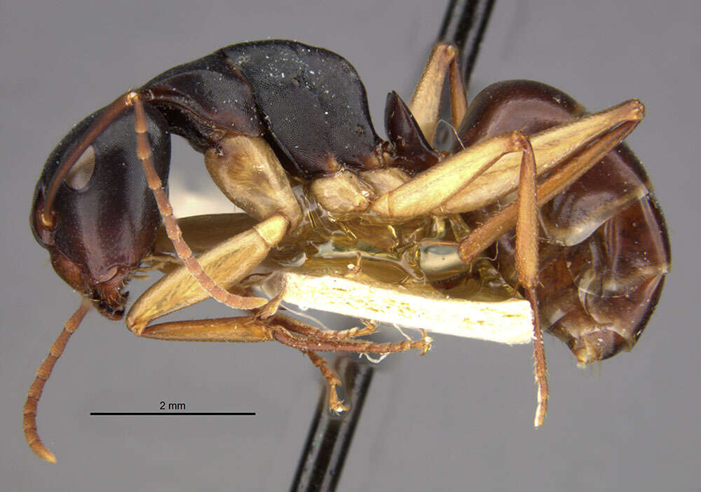 Camponotus oetkeri Forel 1910的圖片