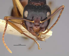 Camponotus oetkeri Forel 1910的圖片