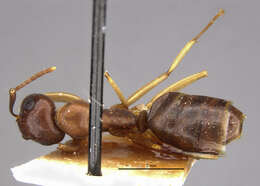 Image of Camponotus montivagus Forel 1885