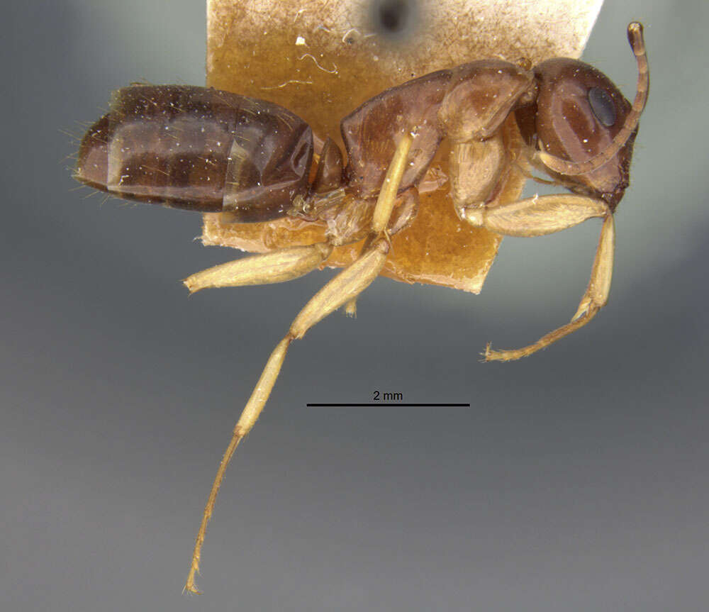 Image of Camponotus montivagus Forel 1885