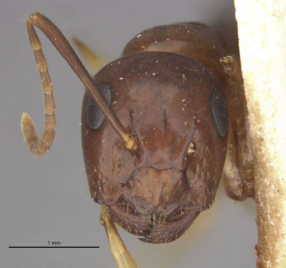 Image of Camponotus montivagus Forel 1885