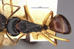 Camponotus oetkeri Forel 1910的圖片