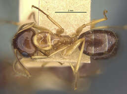 Image of Camponotus montivagus Forel 1885