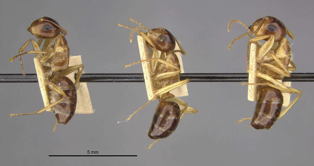 Image of Camponotus montivagus Forel 1885