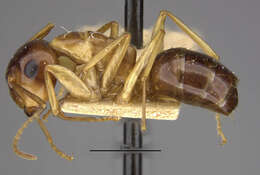 Image of Camponotus montivagus Forel 1885