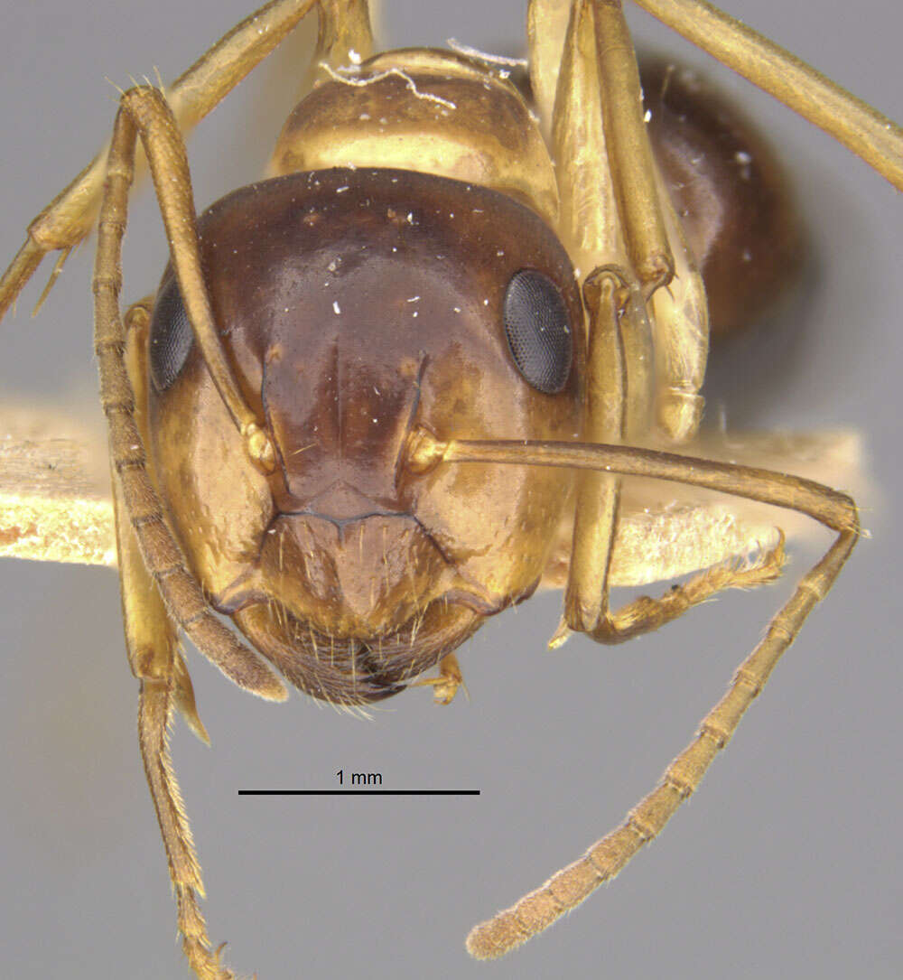 Image of Camponotus montivagus Forel 1885