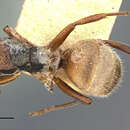 Image of Camponotus mucronatus formaster Wheeler 1934