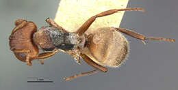 Image of Camponotus mucronatus formaster Wheeler 1934