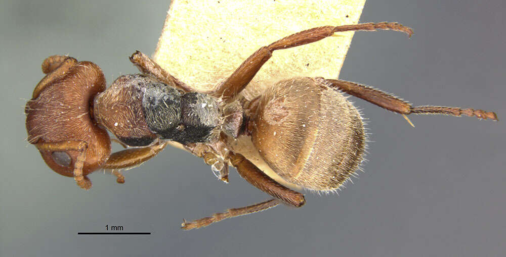 Image of Camponotus mucronatus formaster Wheeler 1934