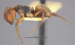 Image of Camponotus mucronatus formaster Wheeler 1934