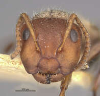 Image of Camponotus mucronatus formaster Wheeler 1934