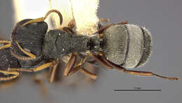 Image of Camponotus mucronatus hirsutinasus Wheeler 1934