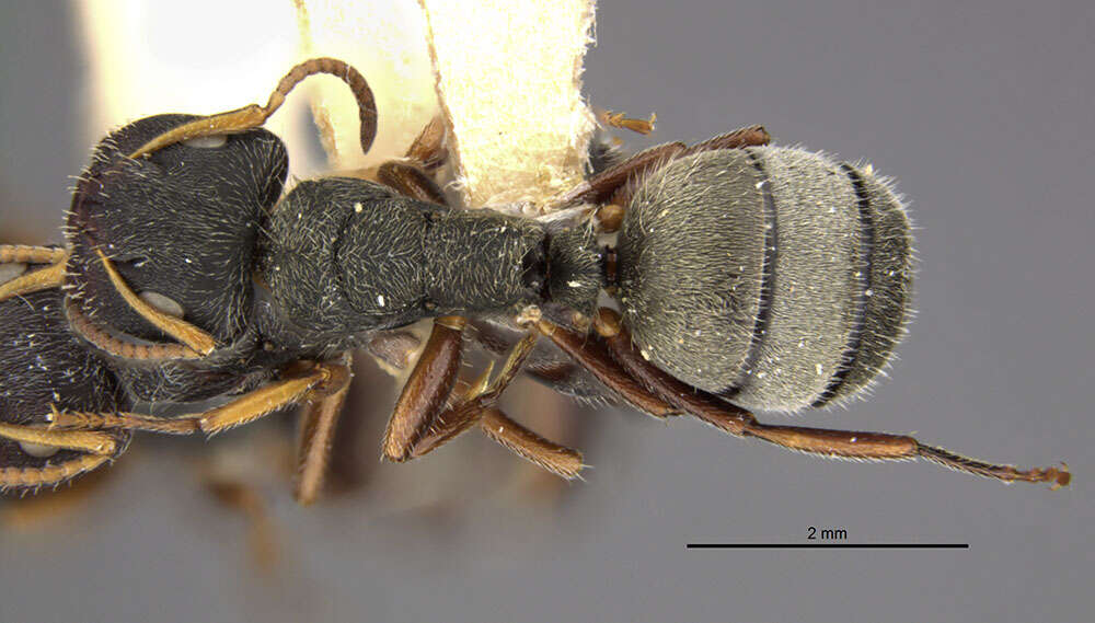 Plancia ëd Camponotus mucronatus hirsutinasus Wheeler 1934